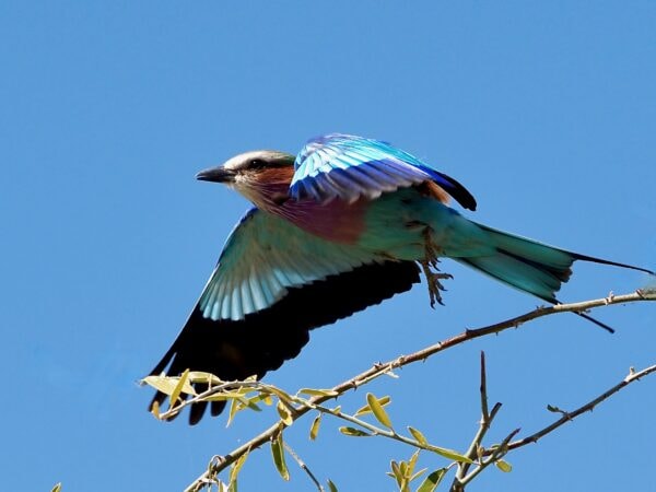 Fred Krebs Lilac Breasted Roller