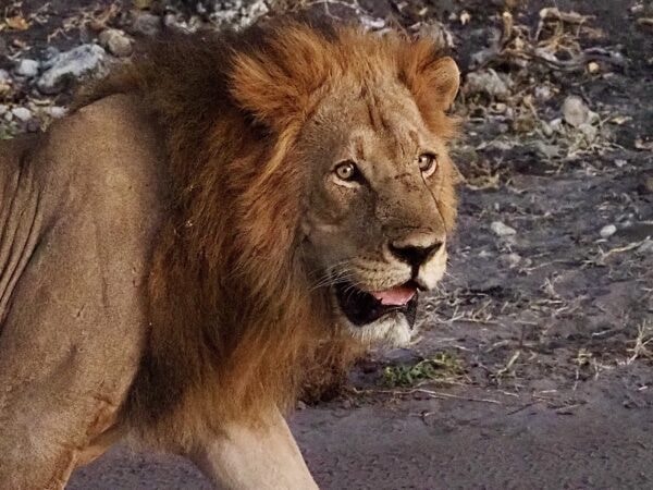 Fred Krebs Lion, Chobe NP, S Africa